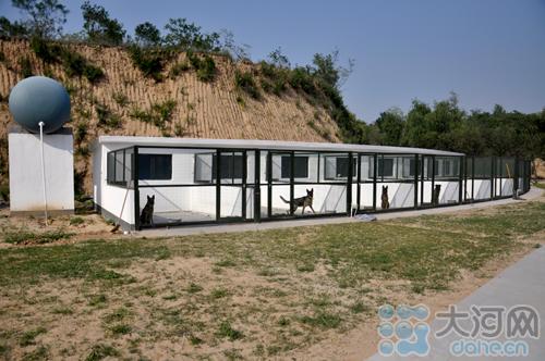 犬舍禁养犬只流浪犬12月起,郑州将依法对禁养犬,无证犬等依法查处.