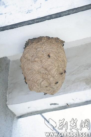 男童家中玩耍遭到马蜂围攻 被蜇后生命垂危(图)