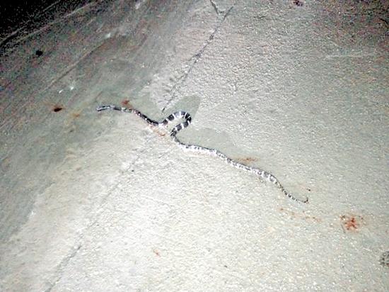 小区现长蛇 野生动物保护办:无需过分担心