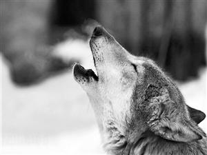 据人民网消息,狼的凶残可能会让很多人感觉它们是冷血动物,而欧洲一项