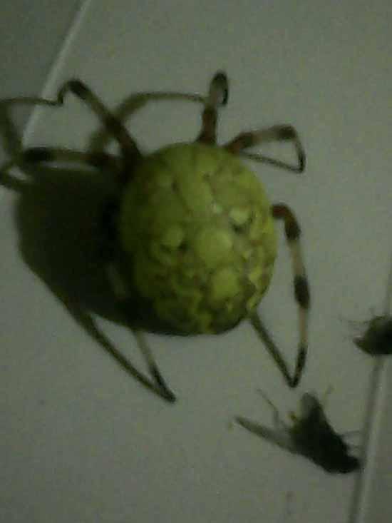 ˫��������ɽ��Ģ�� ץ��һֻ�����ס�֩��(ͼ) 