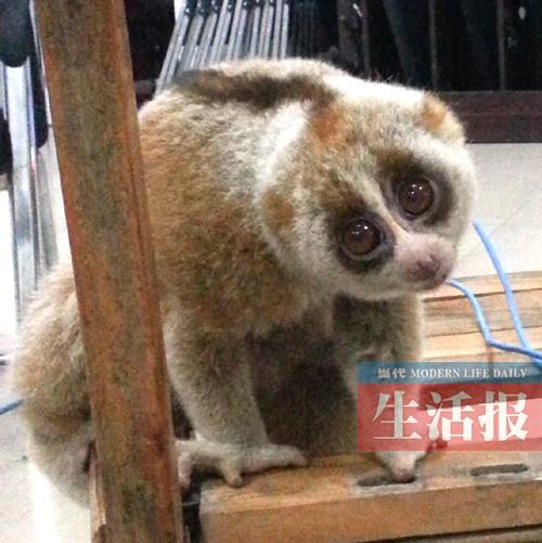 ��ϡ������ҹ��������Ϲ�� ҧ���񾯻�����(ͼ)