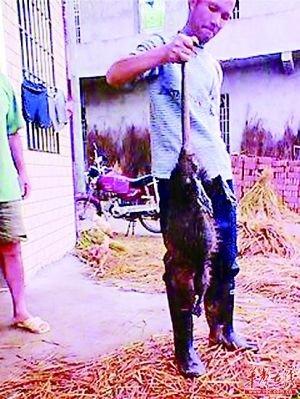 9��25�����������������ˮ�����ӽ���������һֻ�ش��������������峤90���ף��ش�5.1���