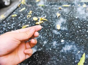 四府街路边的一辆黑色轿车上,落满了从皂角树上飘下的白色的絮状物