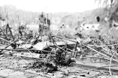 ���ڵ�������Ʊ�Ұ������·���������ɻ����ᵹ����ɢ���ڳ��м�ϰ���ߺ�������