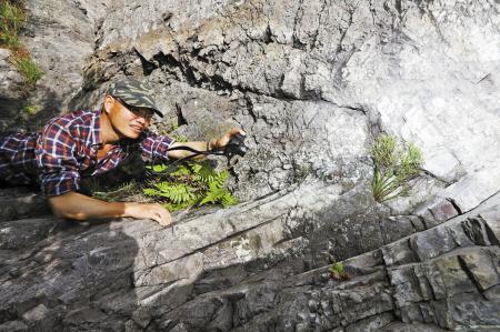宁波首次发现植物“活化石”松叶蕨