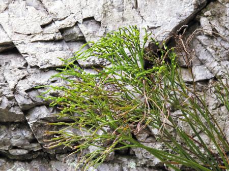 宁波首次发现植物"活化石"松叶蕨