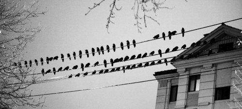 500��ֻ��ѻ�������� ÿ��ѻ�����ҳ�����(ͼ)