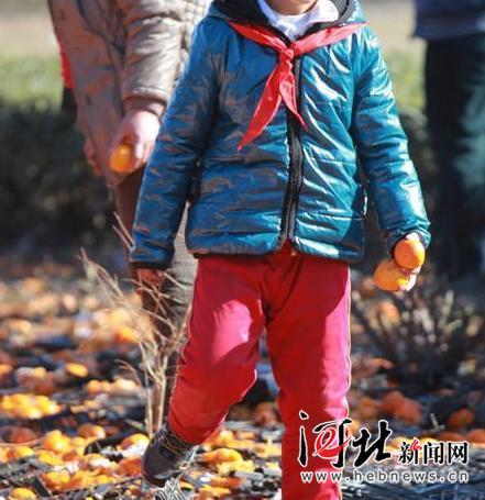 唐山货车侧翻 35吨鲜桔遭哄抢 所剩无几