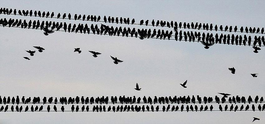 高清组图:英数万候鸟迁徙 栖息高压线致断电【10】