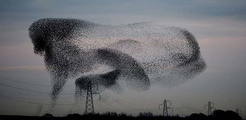 高清组图:英数万候鸟迁徙 栖息高压线致断电【3】