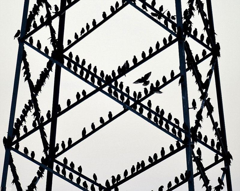 高清组图:英数万候鸟迁徙 栖息高压线致断电【8】