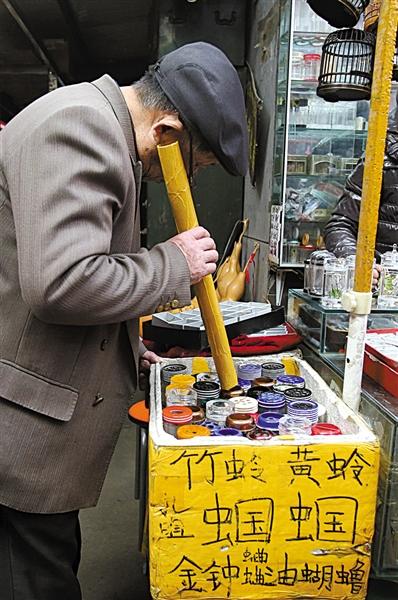 北京最大鸣虫市场日售蝈蝈数千条 少数身价超千元