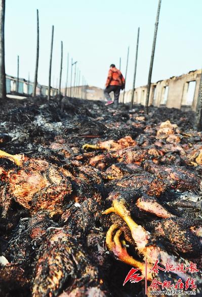 地上堆满了烧焦的鸡
