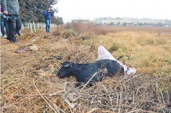 这些死羊已被运往山上掩埋 龙宇丹 摄