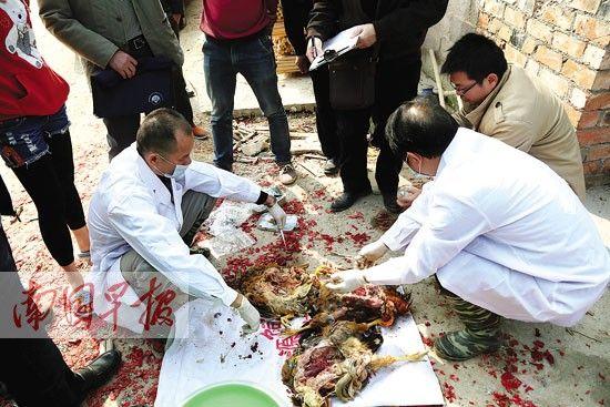 ���ţ��ű�������һȺ����ר�ң���Ⱥ����Ӧ������