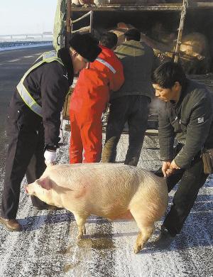 民警和货车司机合力将生猪送回车上