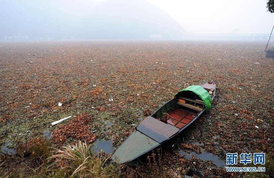 (生态)(4)水葫芦“围困”富春江