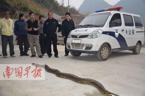 矿井口现3米长蟒蛇 合山警方移交给柳州市动物园