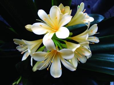 一株君子兰开出13朵白花主人或与花肥有关图