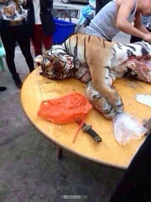 广州花都:"老虎被当街开膛破肚"系旧闻(图)