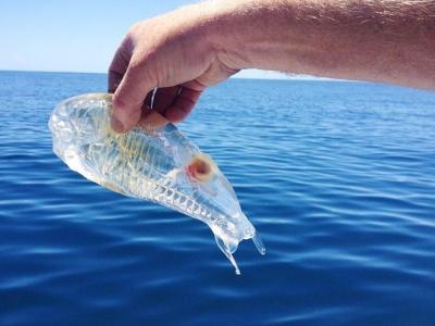 新西兰渔民捕到果冻虾 通体透明(图)