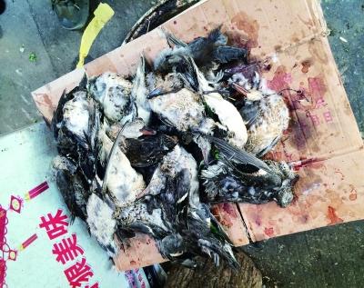 年关将近洞庭湖湿地毒杀候鸟现象频发图