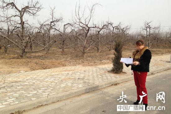 白水县政府与赵杰酌签订的项目,目前还是一片苹果地