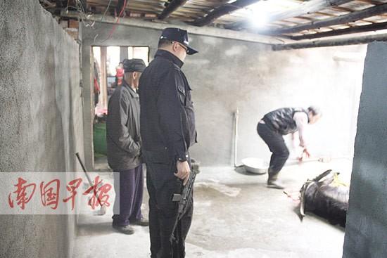 待宰耕牛脑长偏突然发疯乱窜 神枪手将其击毙(图)