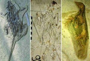 热河古生物群中的鸟类化石 姜宝玉 供图