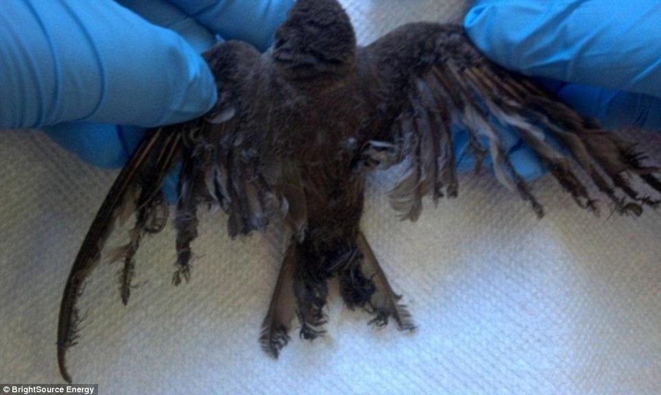 �������̫���ܷ��糧���� �����󴳺���ë������