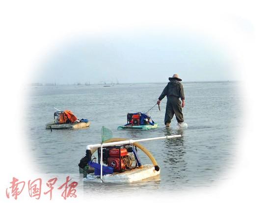 用高压水枪冲击滩涂 北海沙虫遭毁灭性挖掘(组图)