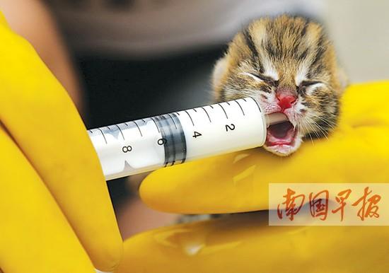 ���ݷ��������Ʊ����� ��ΣҰ������Ȼ����ľȻ�