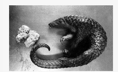 穿山甲现身小区后死去 胃里有重约半斤不明物