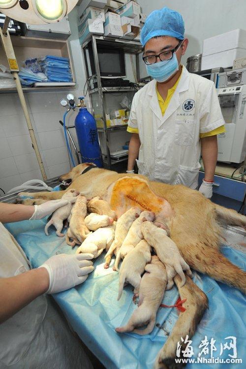狗妈妈剖腹产生下14只小狗 价值上万元(图)