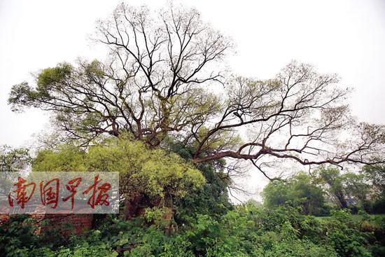 南宁江南区沙井镇百年樟树遭天敌缠身 虫子满树爬