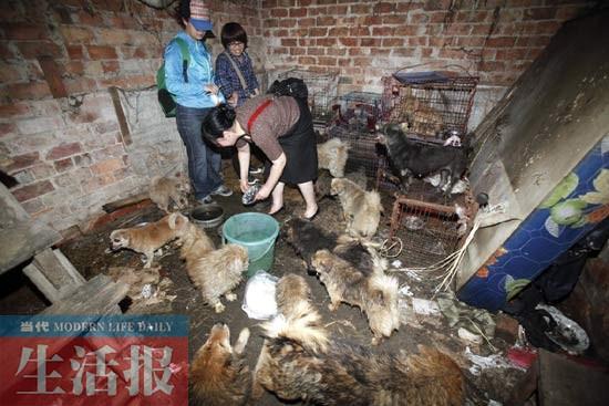 女子救狗救到“走火入魔” 排斥帮助身边人很忐忑