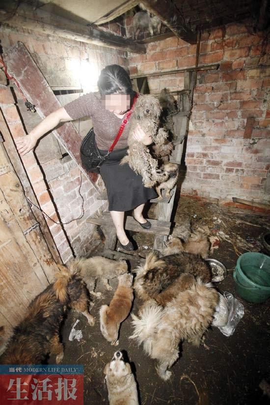 女子救狗救到“走火入魔” 排斥帮助身边人很忐忑