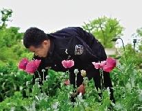 昨日,市公安局禁毒支队民警在惠济区一别墅区发现有人种植罂粟,部分罂粟已开花、结果。警方赶到后,拔除了68株罂粟。 郑州晚报记者 王军方 文/图
