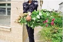 68株罂粟被警方带走