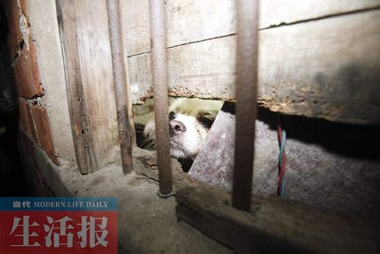 女子救狗救到“走火入魔” 排斥帮助身边人很忐忑