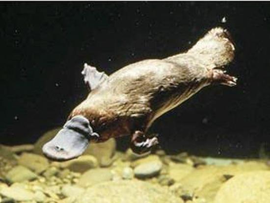 菜市场卖怪鱼嘴巴似鸭嘴 原是鸭嘴鲟(图)