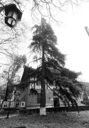 新闻中心 文化新闻  总统府林森手植的雪松,东南大学的六朝松,枝条