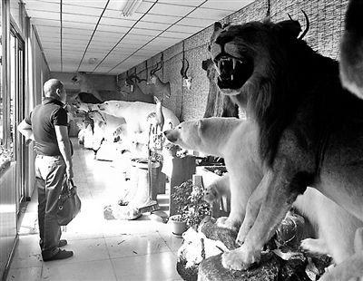 北京大型野生“濒危动物”标本店:北极熊60万被买走