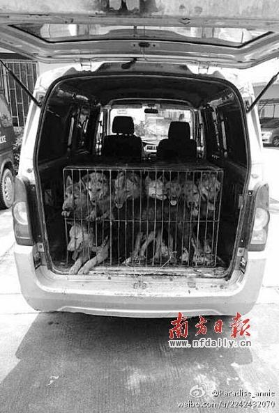 广州神山事件偷狗图片