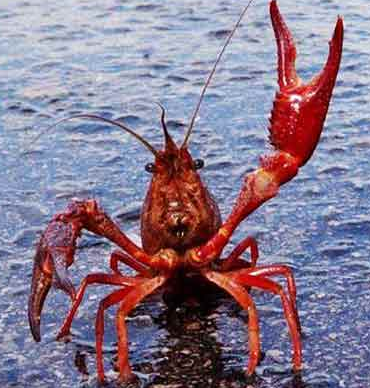 夺命小龙虾夺人性命 龙虾钳成致命武器