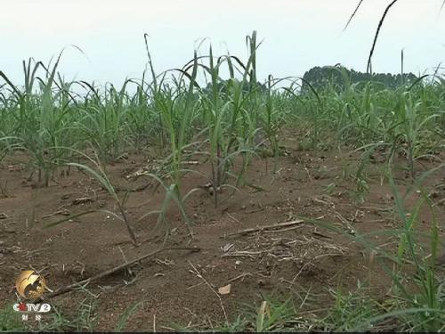 ʩ�á��ȸ衱ҩ�ʺ�ϡ��ĸ�����