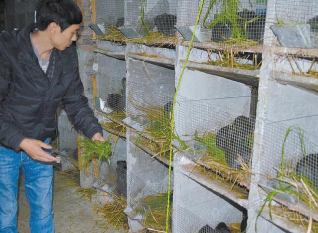 记者在南充市蓬安县两路乡太安街的丰和特种养殖场里见到了80后小伙子