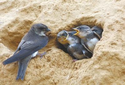 2000ֻ������ש�� �����ϰ���������ͣ������