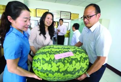 江苏盱眙种植出119斤重西瓜 竞拍得16800元(图)